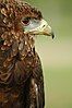 Bateleur