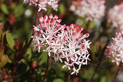 Mountain Rocket flower