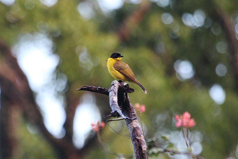 File:Black-capped Bulbul.jpg