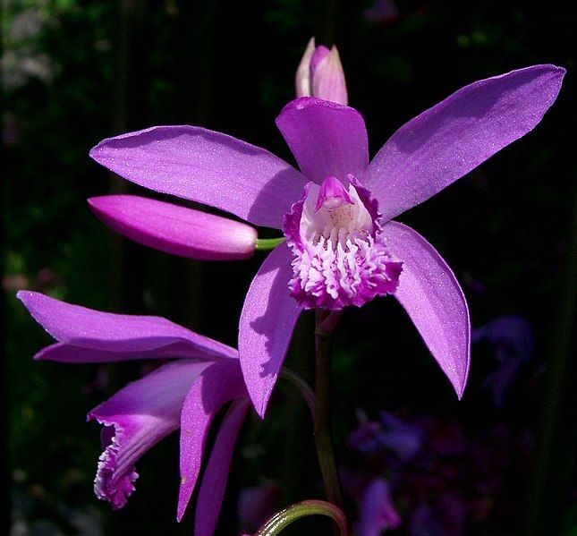 File:Bletilla striata2.jpg