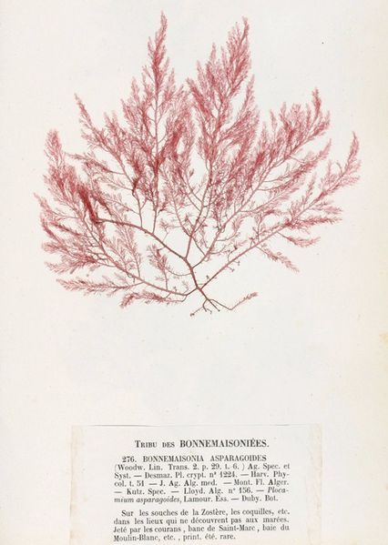 File:Bonnemaisonia asparagoides Crouan.jpg