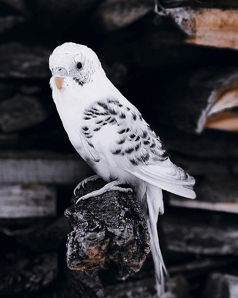 File:Budgerigar (Karayil).jpg