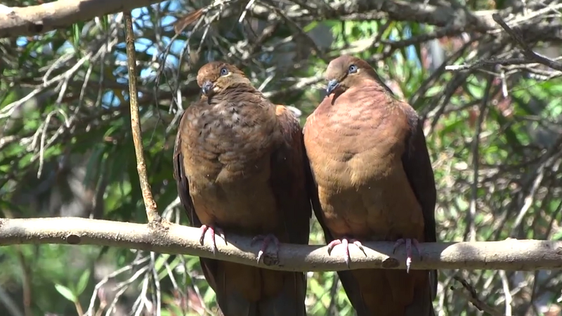 File:Burung Uncal Kouran.png