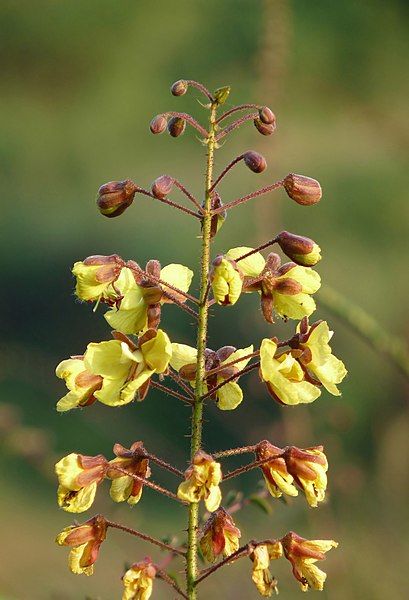 File:Caesalpinia mimosoides.jpg