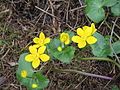 Caltha palustris