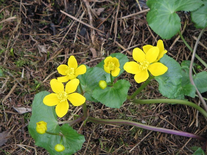 File:Caltha palustris001.jpg