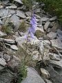 Campanula bononiensis