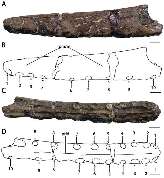 File:Camposipterus.jpg