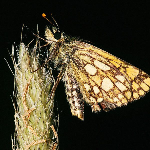 File:Carterocephalus palaemon.2305.jpg