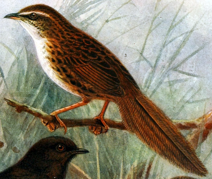 File:Chatham Fernbird.png