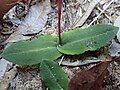 Leaves of C. sylvestris