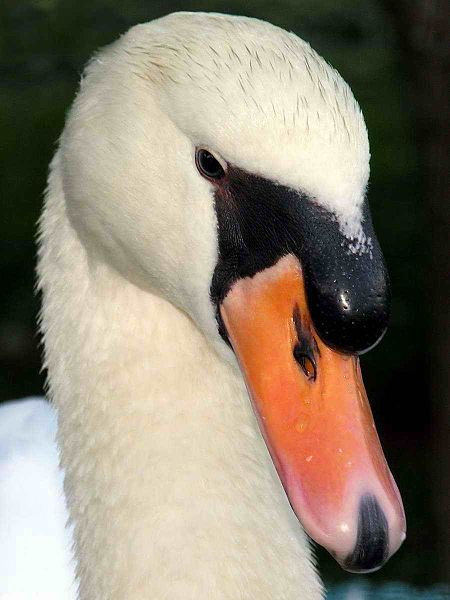 File:Cisne008eue.jpg