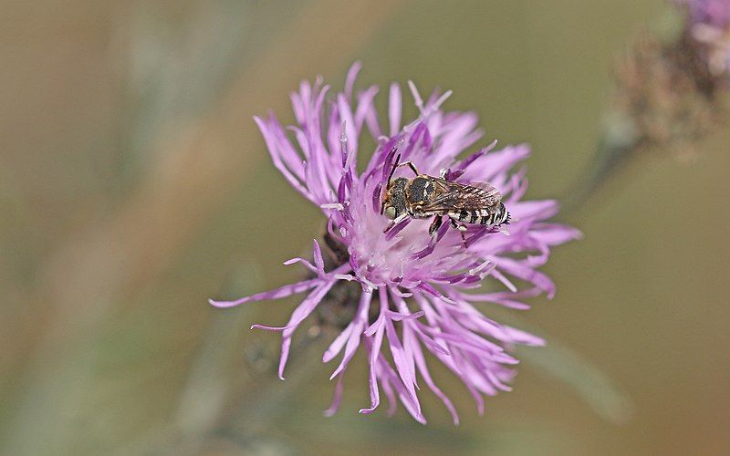 File:Coelioxys polycentris1.jpg