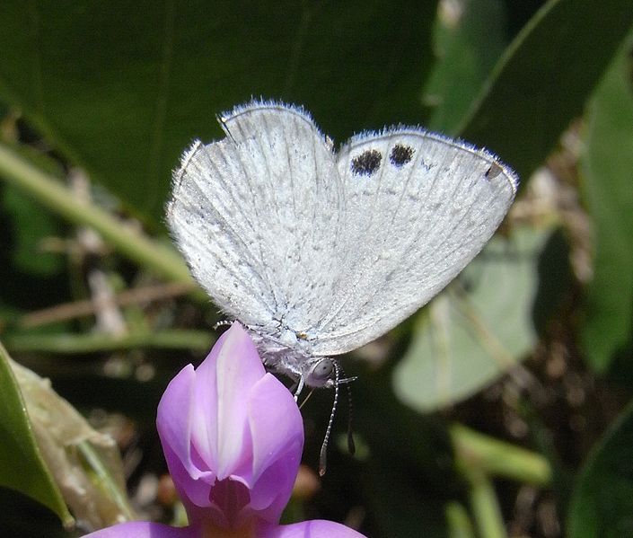 File:Common Dusky Blue.JPG