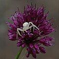 Crab spider on Allium sphaerocephalon