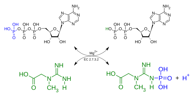 File:Creatine kinase reaction.svg