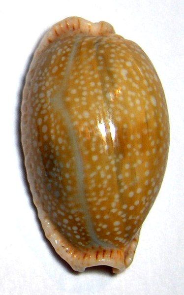 File:Cypraea-erosa.jpg