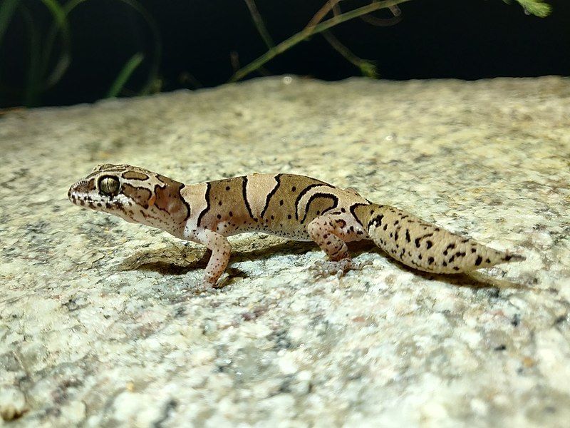 File:Cyrtodactylus srilekhae.jpg