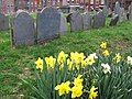 Daffodils grown among crooked gravestones at Boston's Naval Cemetery.