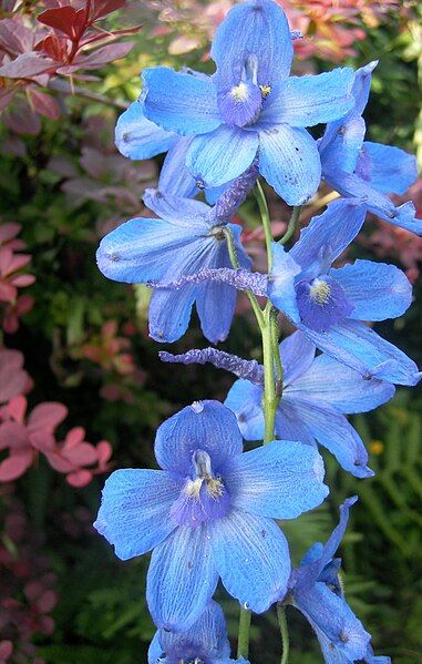 File:Delphinium-elatum-021.jpg