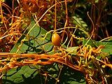 Cuscuta sp. with a gall