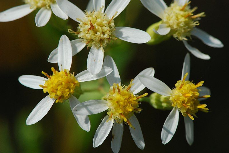 File:Doellingeria umbellata.jpg