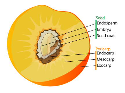 File:Drupe fruit diagram-en.svg