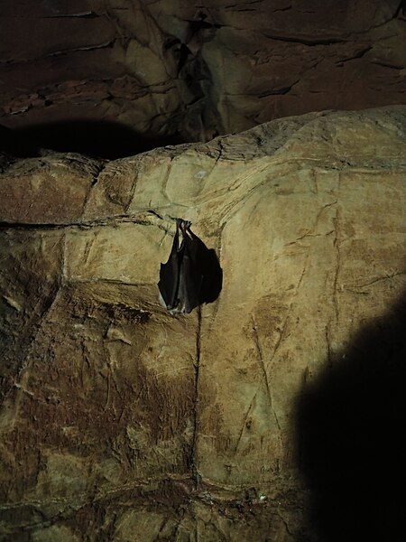 File:Echo Caves Bat.jpg