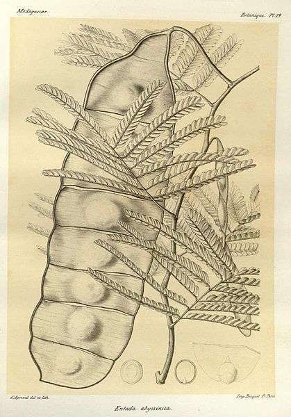 File:Entada abyssinica00.jpg