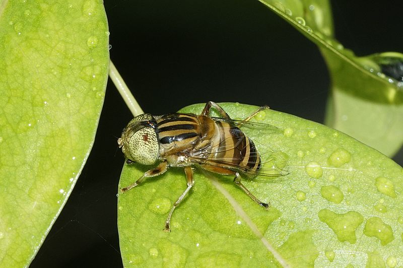 File:Eristalinus quinquelineatus 796.jpg