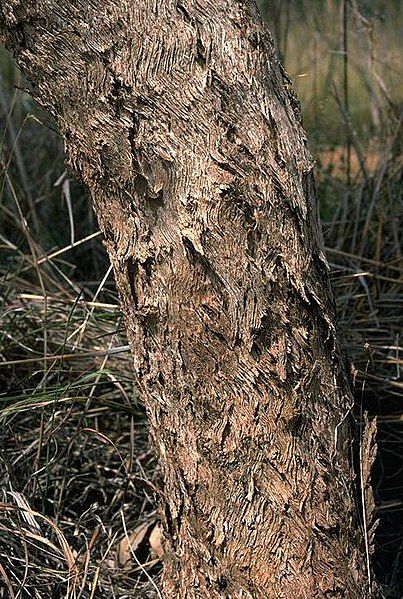 File:Eucalyptus argillacea bark.jpg