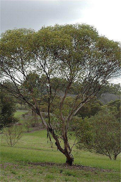 File:Eucalyptus calcareana habit.jpg