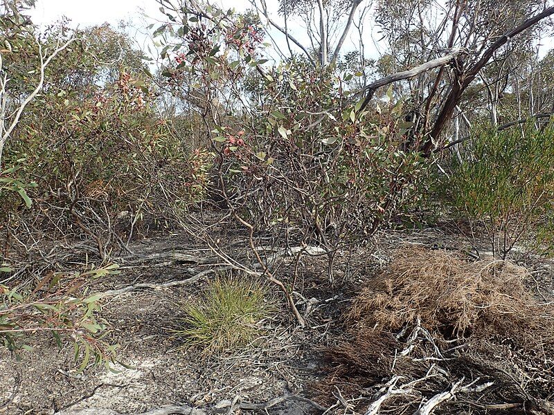 File:Eucalyptus cernua habit.jpg