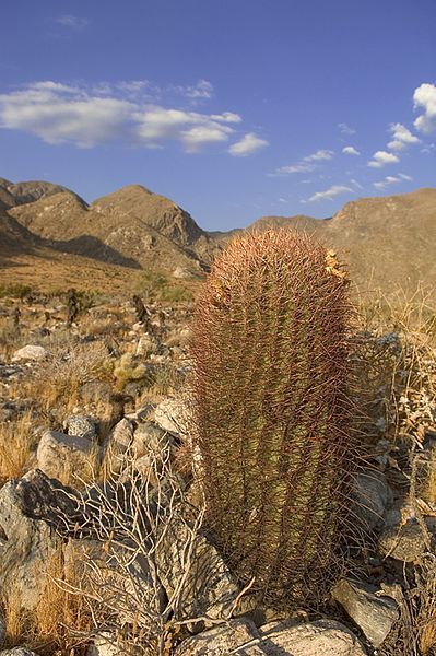 File:Ferocactus cylindraceus.jpeg