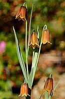 Leaves and flower stem of Fritillaria drenovskii