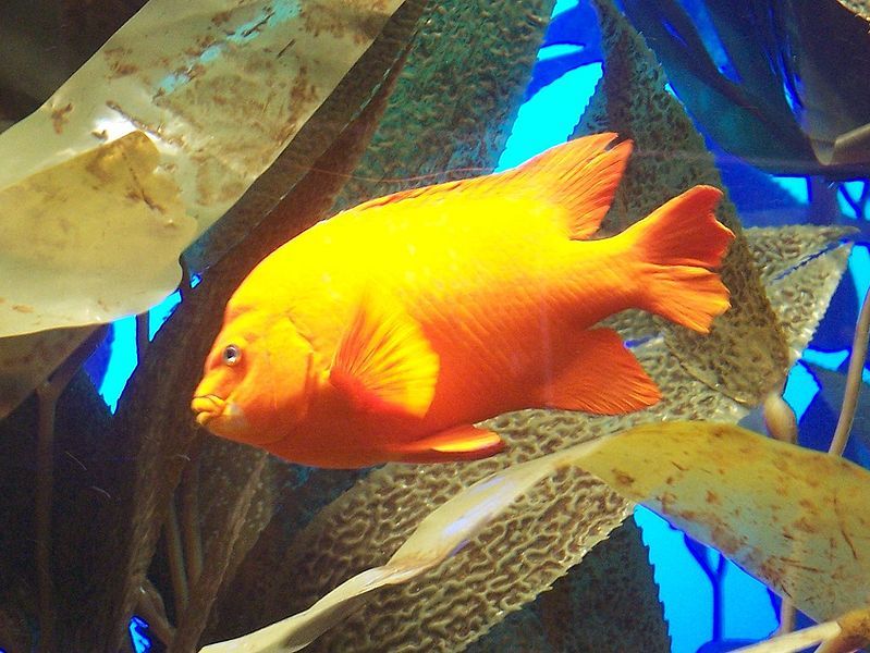 File:Garibaldi Damsel.jpg