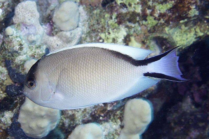 File:Genicanthus caudovittatus female.jpg