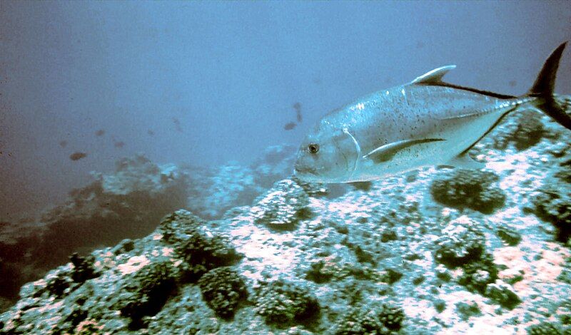 File:Giant trevally reef.jpg