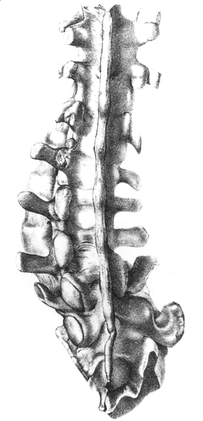 File:Gideon mantell spine2.png