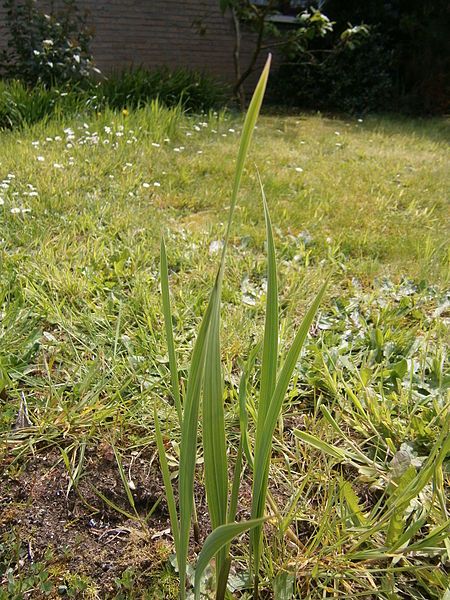 File:Gladiolus italicus leaf.JPG