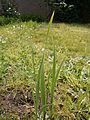 Gladiolus italicus leaf