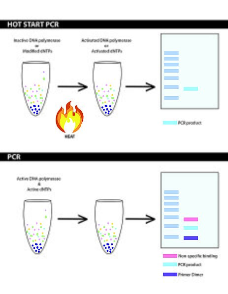 File:HSPCR.jpg