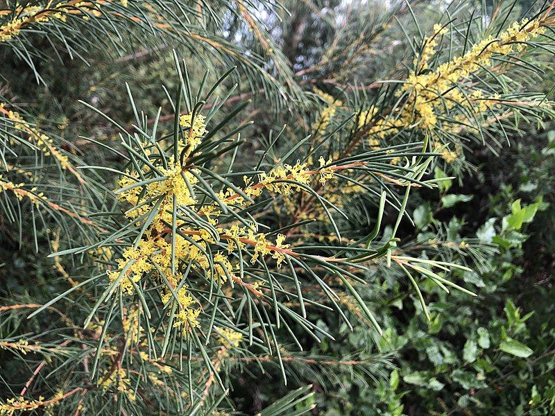 File:Hakea nodosa.jpg