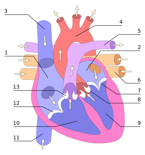 File:Heart numlabels.svg