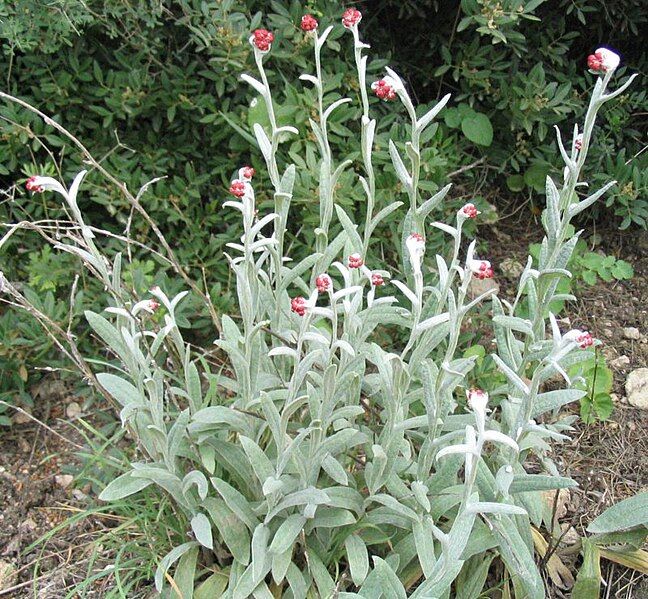 File:Helichrysum sanguineum.jpg