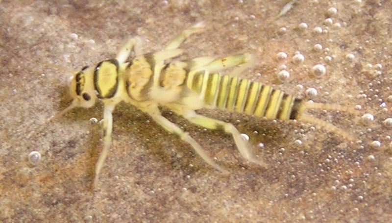 File:Helopicus subvarians nymph.jpg