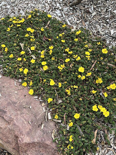 File:Hibbertia vestita.jpg