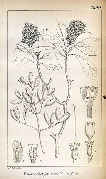 File:Hymenodictyon parvifolium05.jpg