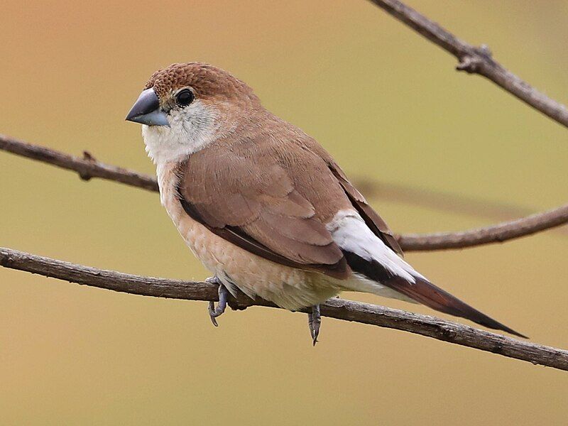 File:Indian Silverbill3.jpg