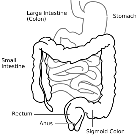 File:Intestine-diagram.svg